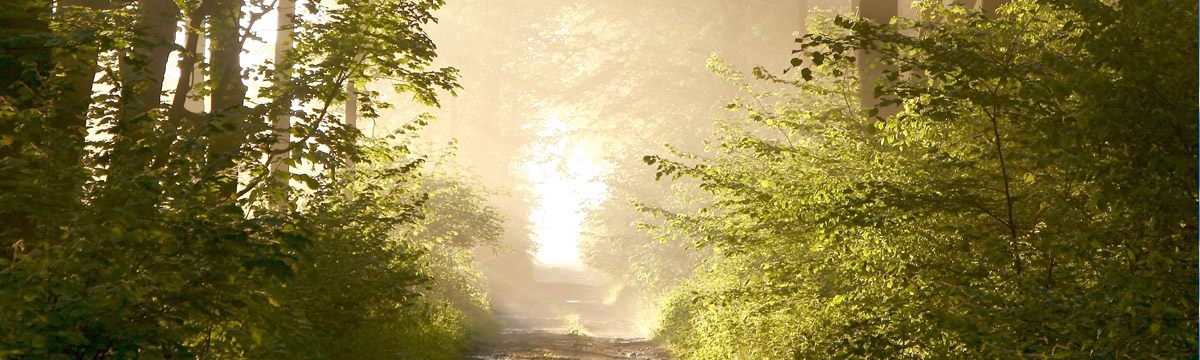 path through woods