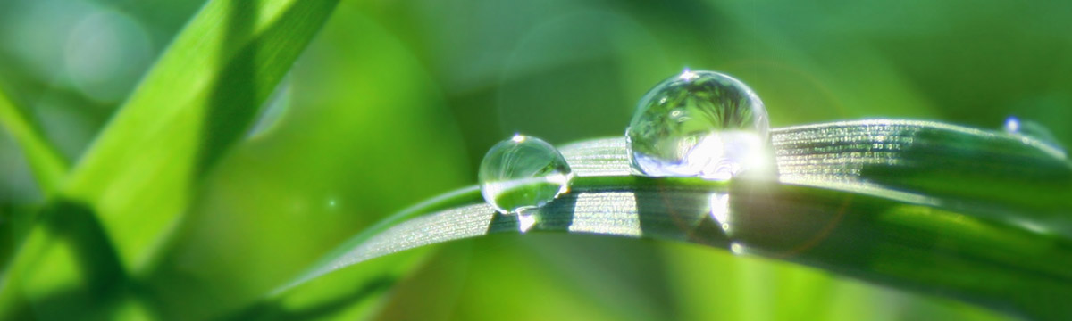 Dew Drops on Grass